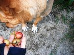 イヌビワに顔をそむける犬