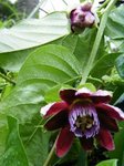花パッション