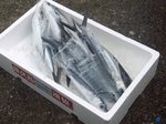お魚祭り2