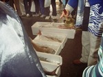 お魚祭り4