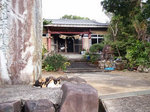 お寺の猫