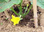 きゅうりの花と実