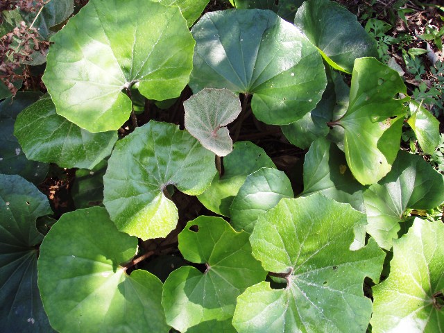 屋久島発 田舎暮らし通信 ツワブキの新芽