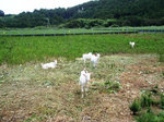 やぎ達