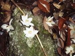 エゴの花