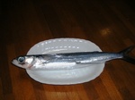 トビウオ