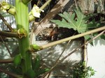 パパイヤの花と実