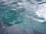 wL̂ނ