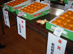 原区ポンカン品評会