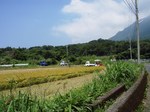 稲刈り