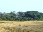 稲刈り跡