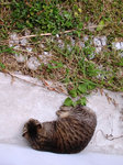 我家の猫