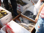 お魚祭り
