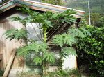 鶏小屋の前のパパイヤ