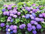 紫陽花
