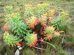 春田浜の植物