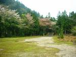 小杉谷の桜2