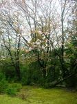 小杉谷の桜3