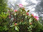 山の石楠花