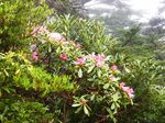 山の石楠花