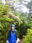 山の石楠花