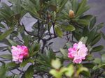 山の石楠花