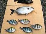釣果