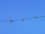 電線のツバメ