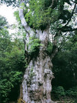 縄文杉2005年以前撮影