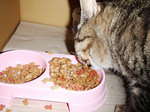 納豆好きの猫