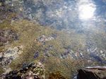 麦生の海4