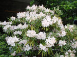 里の石楠花
