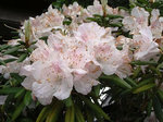 里の石楠花